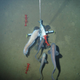 Illustration for article titled Our first glimpse of ocean life at the bottom of an unexplored trench
